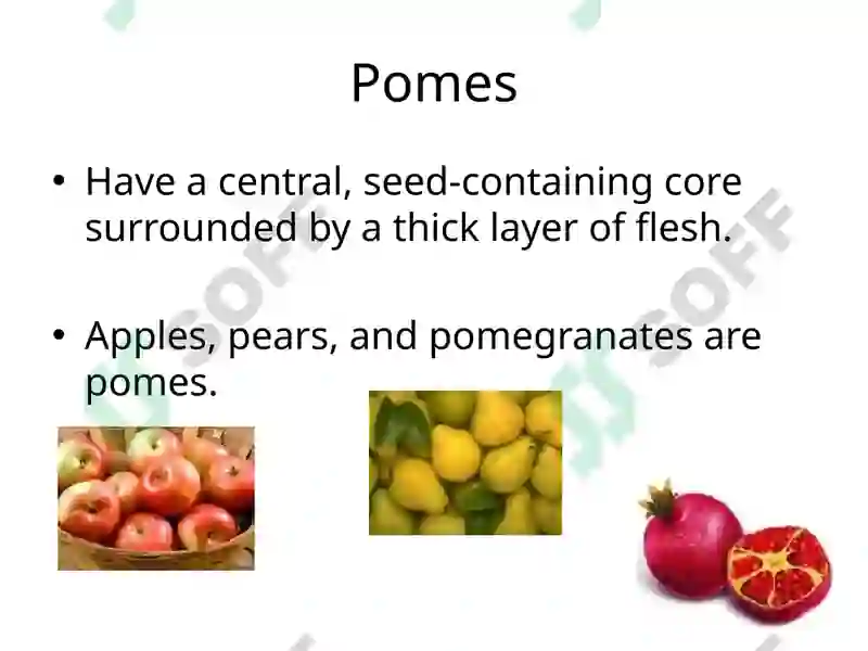 Preview 5