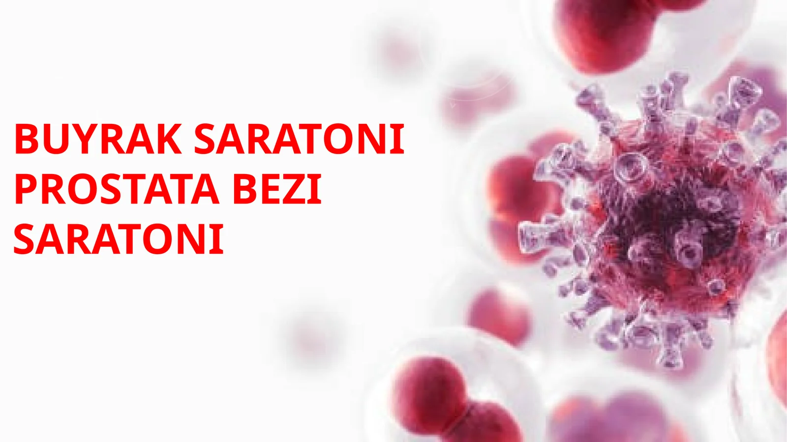 Buyrak anatomiyasi