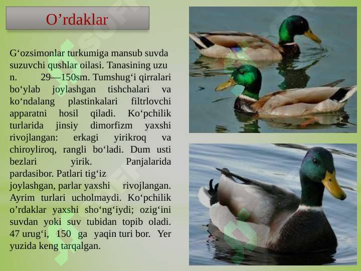 Product slide 7